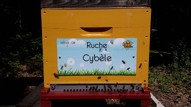 La ruche Cybèle