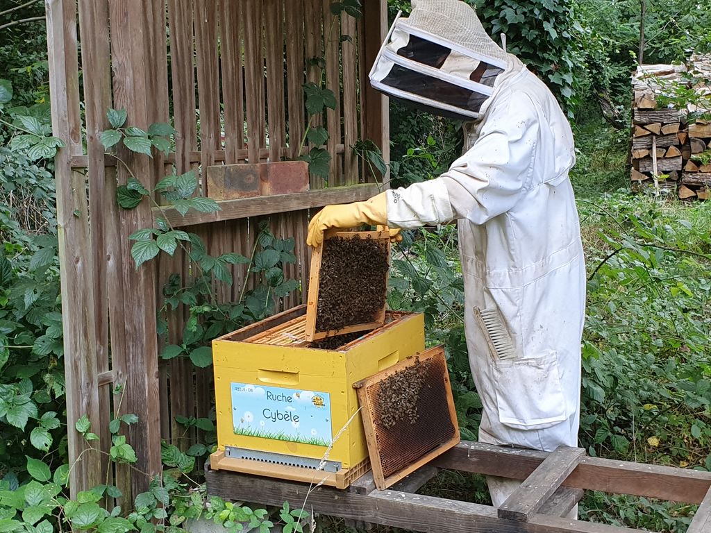 La ruche Cybèle