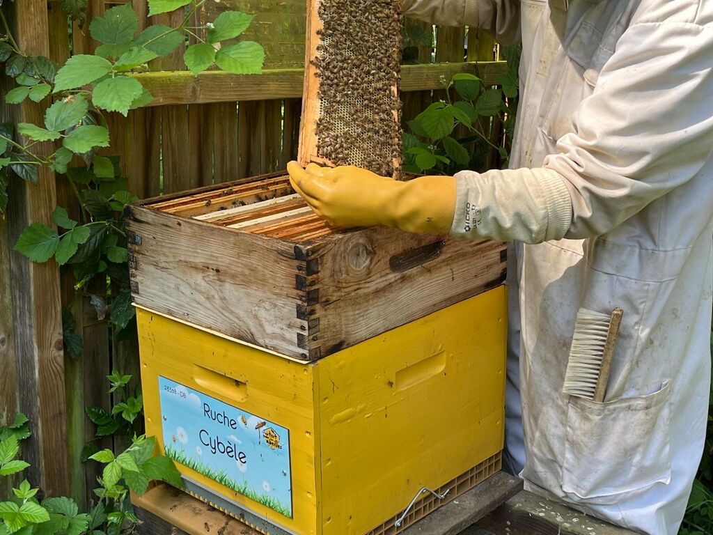 La ruche Cybèle