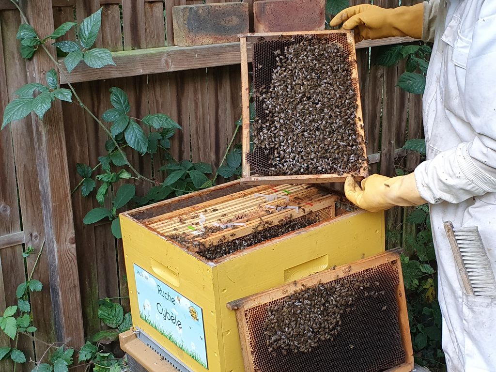 La ruche Cybèle