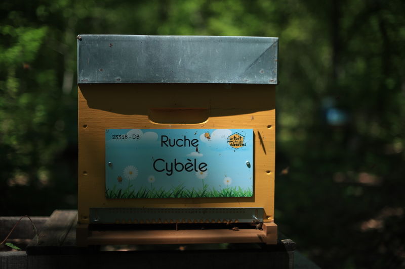La ruche Cybèle