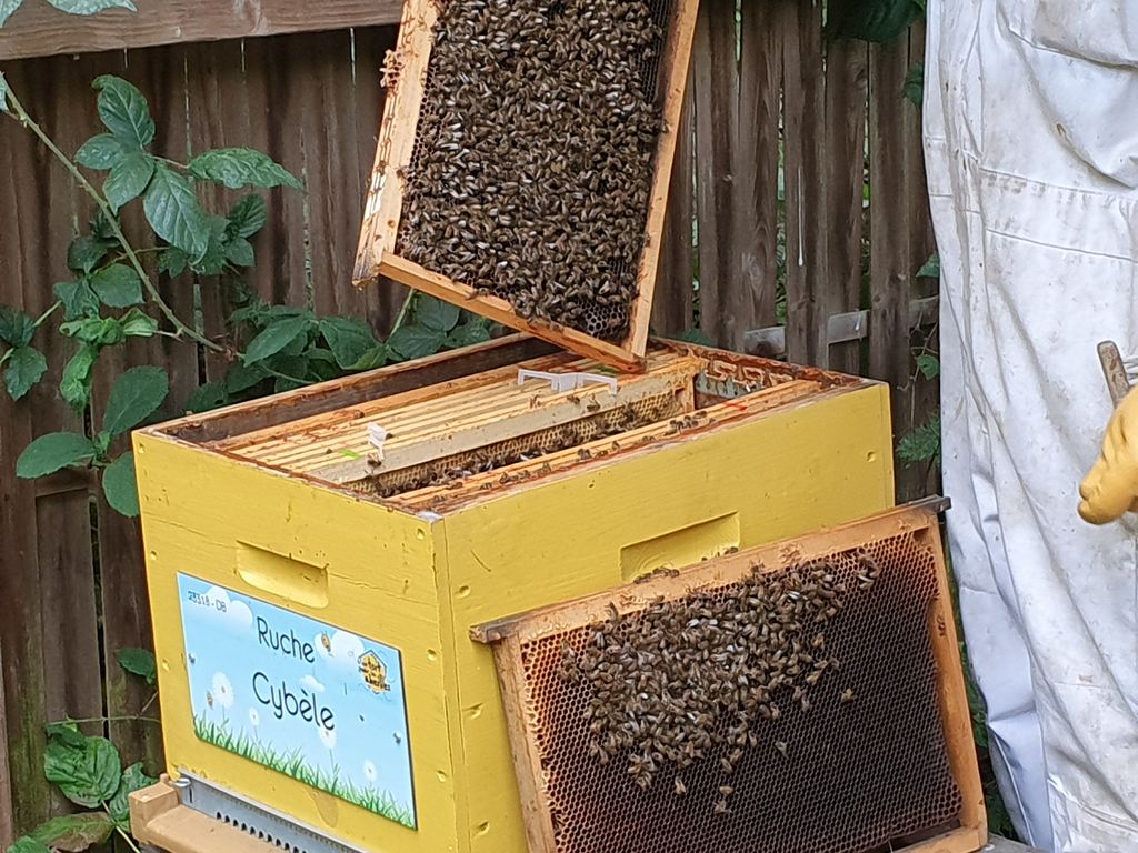 La ruche Cybèle