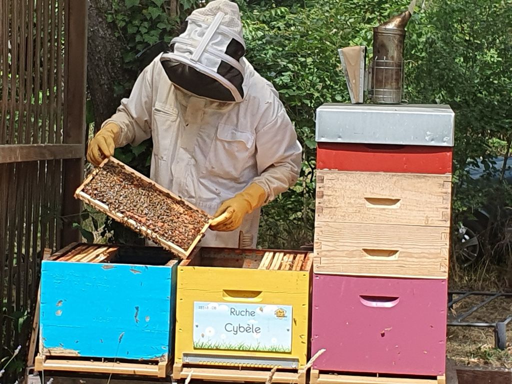 La ruche Cybèle