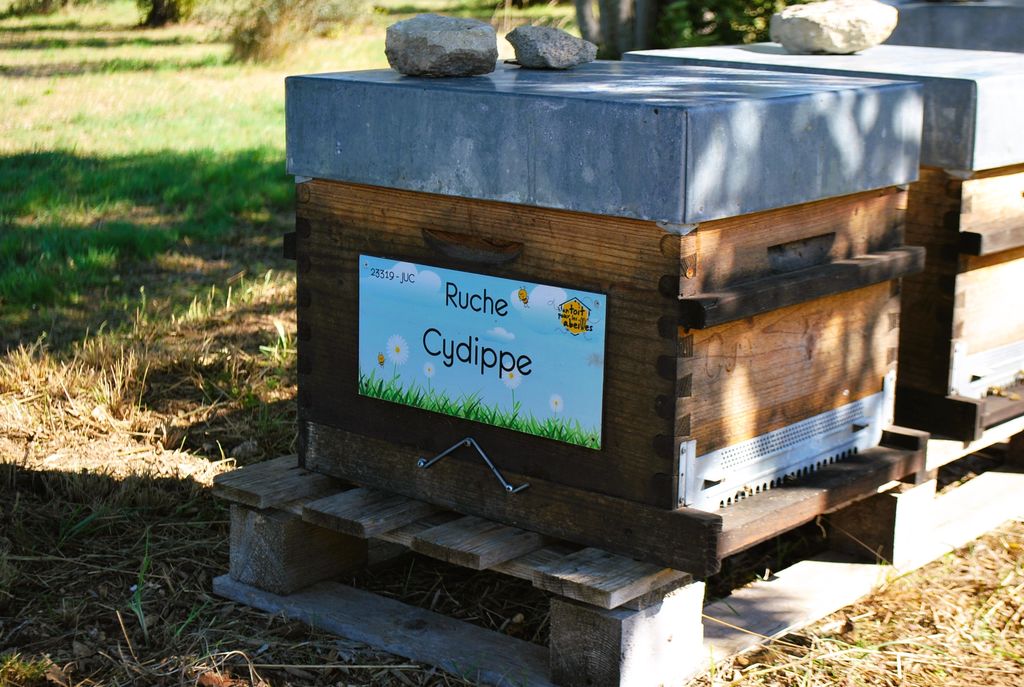 La ruche Cydippe