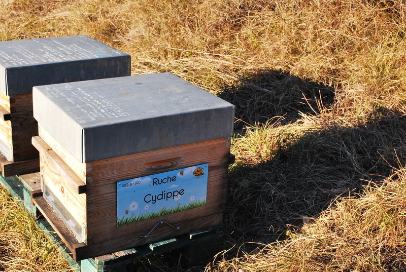 La ruche Cydippe