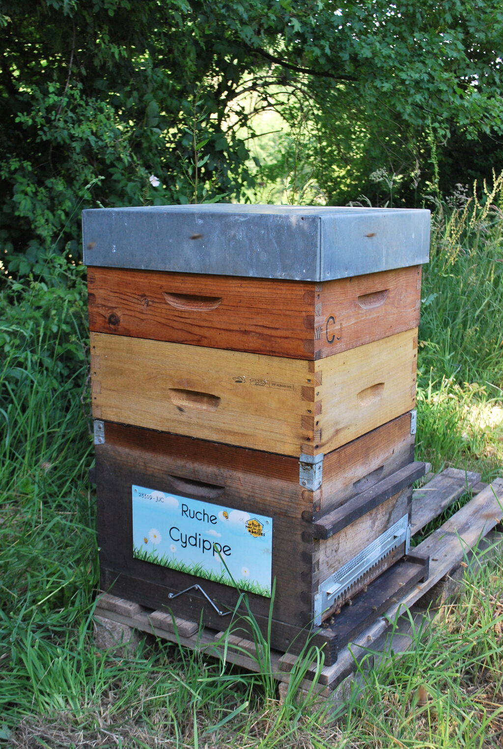 La ruche Cydippe