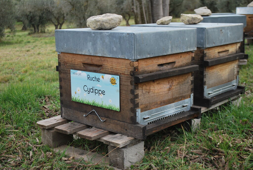La ruche Cydippe