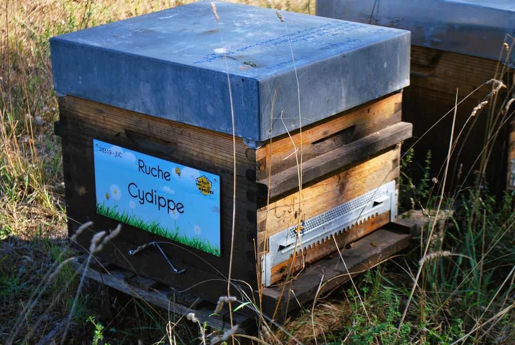 La ruche Cydippe