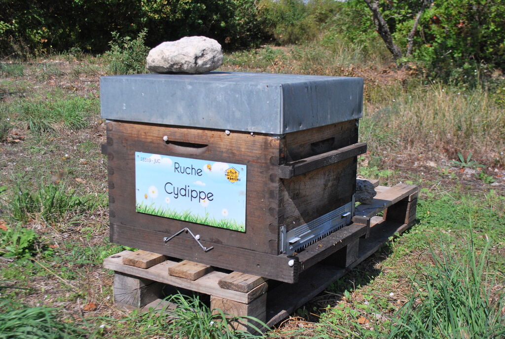 La ruche Cydippe