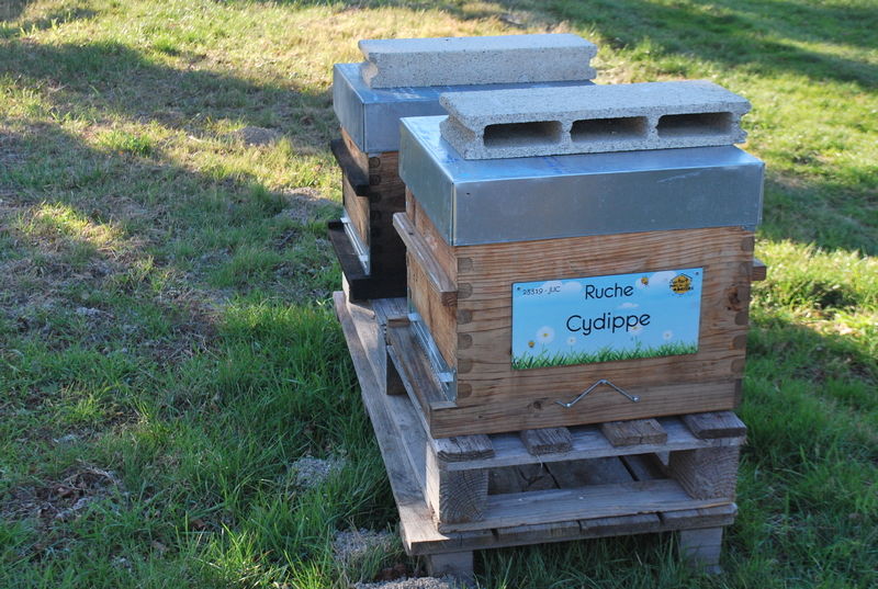 La ruche Cydippe