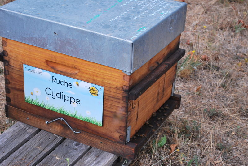 La ruche Cydippe