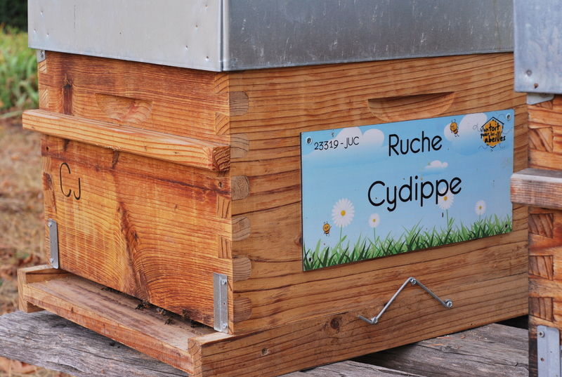 La ruche Cydippe