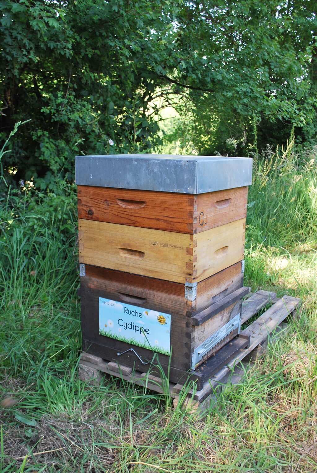 La ruche Cydippe