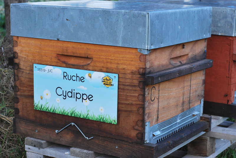 La ruche Cydippe