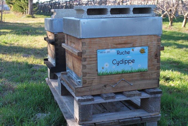 La ruche Cydippe