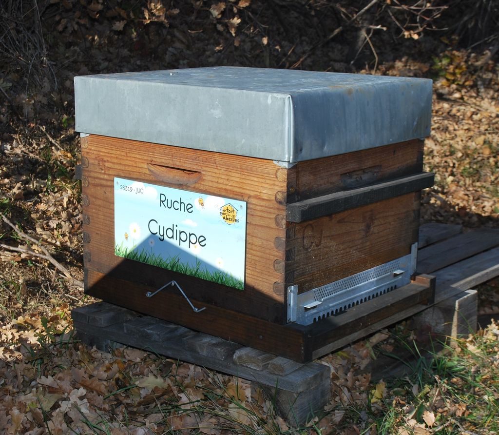 La ruche Cydippe