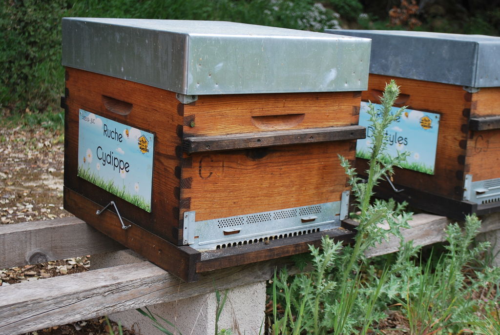 La ruche Cydippe