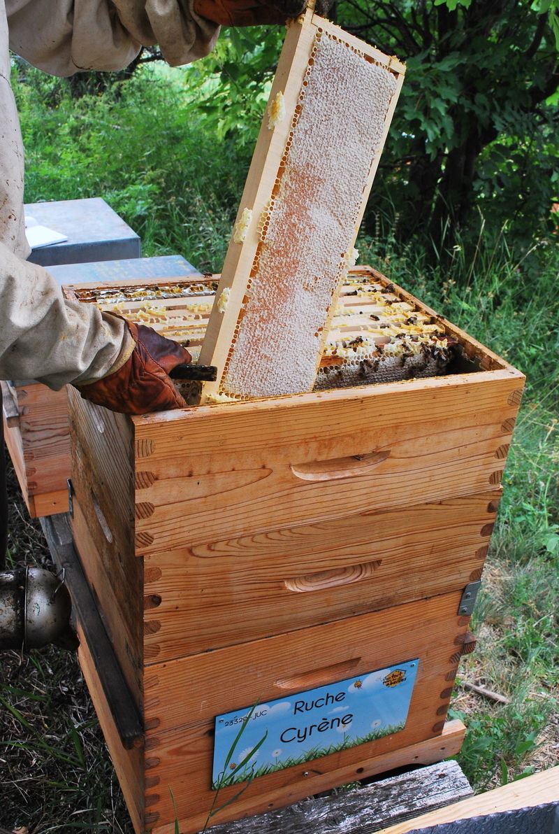 La ruche Cyrène