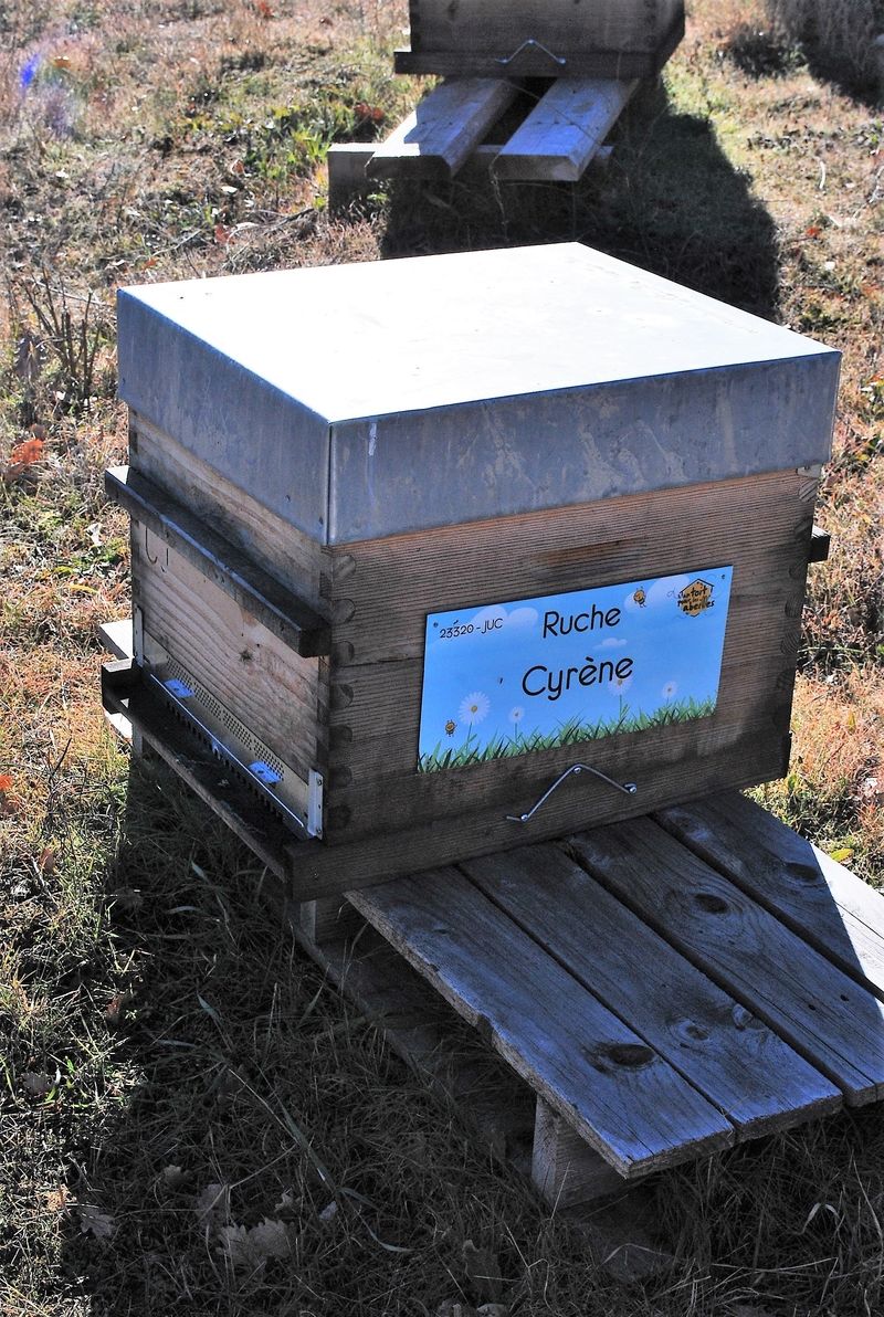 La ruche Cyrène