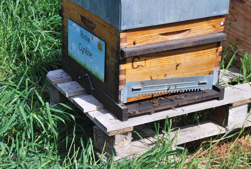 La ruche Cyrène