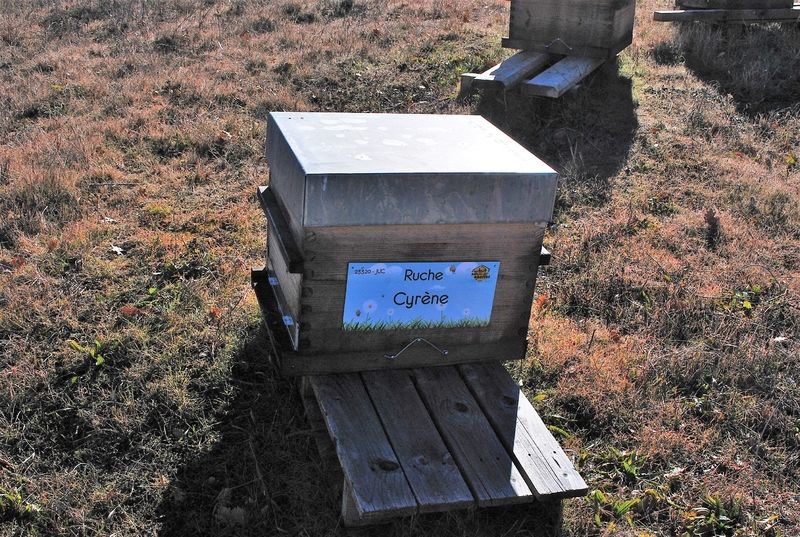 La ruche Cyrène