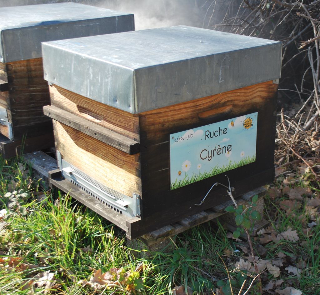 La ruche Cyrène