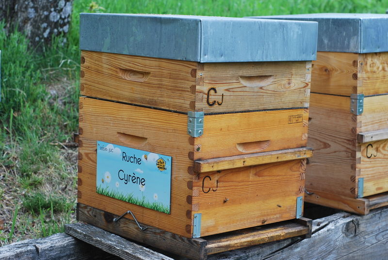 La ruche Cyrène