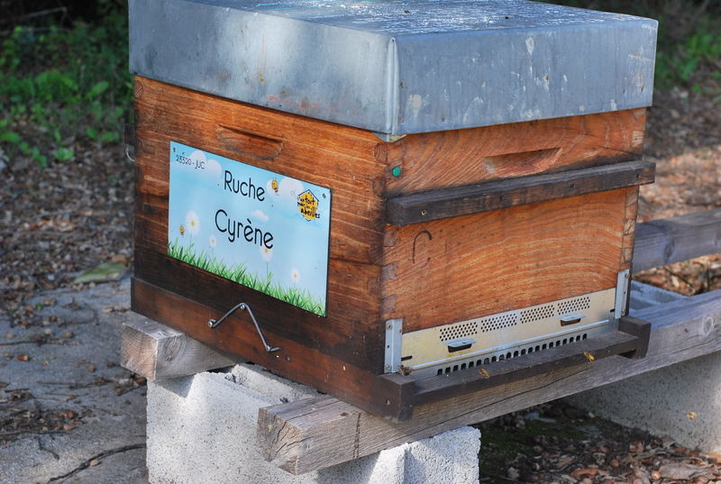 La ruche Cyrène
