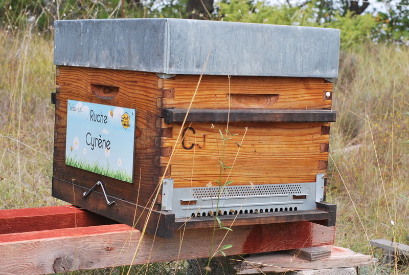 La ruche Cyrène