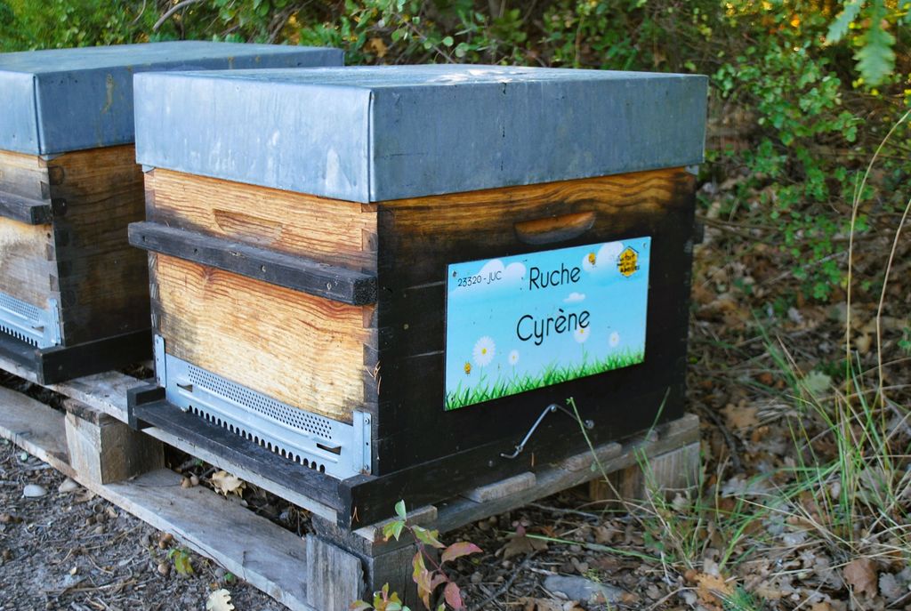 La ruche Cyrène