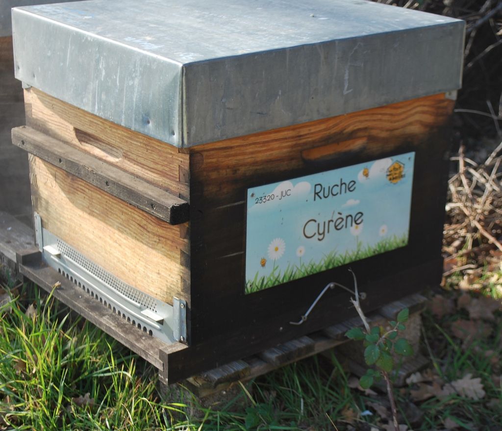 La ruche Cyrène
