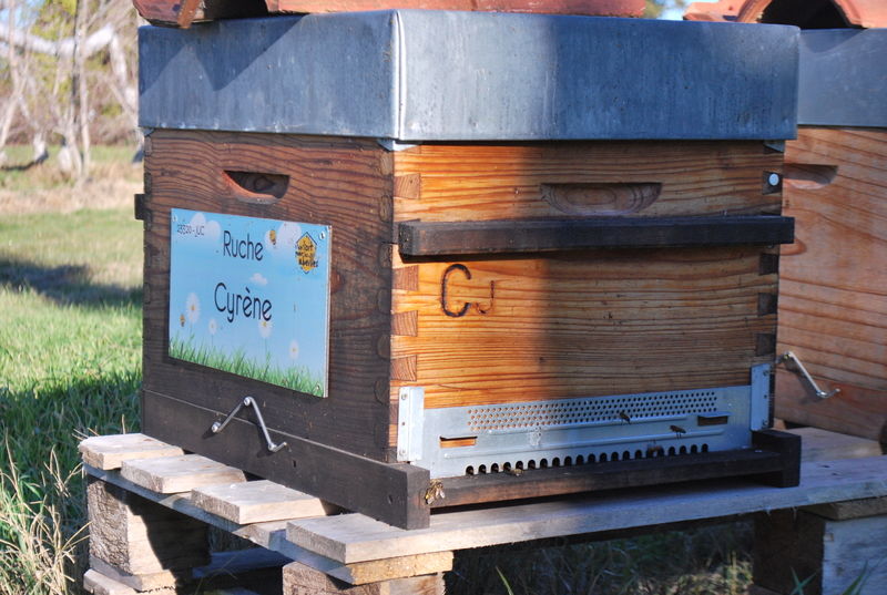 La ruche Cyrène