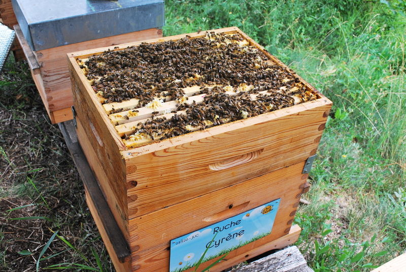 La ruche Cyrène