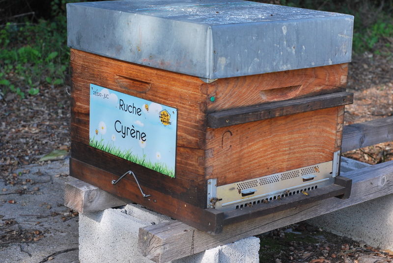 La ruche Cyrène