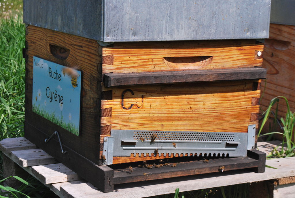 La ruche Cyrène