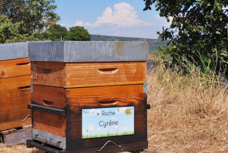 La ruche Cyrène