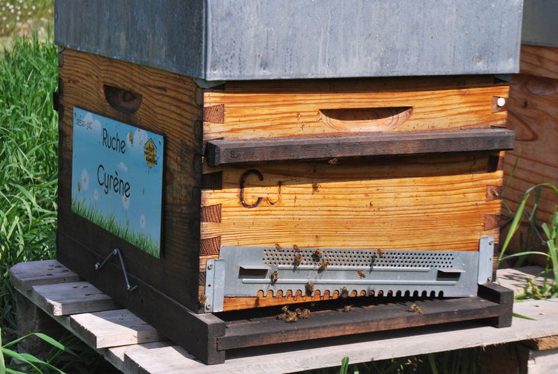 La ruche Cyrène