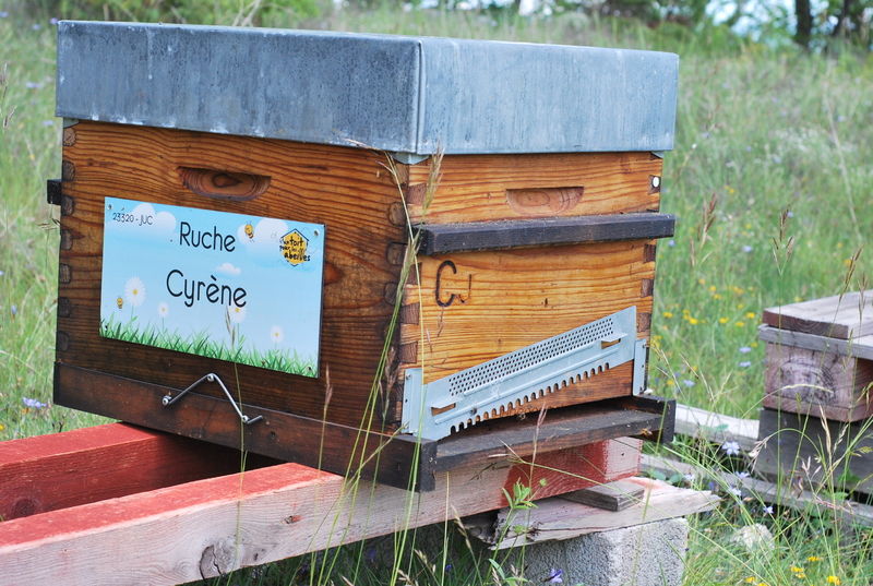 La ruche Cyrène