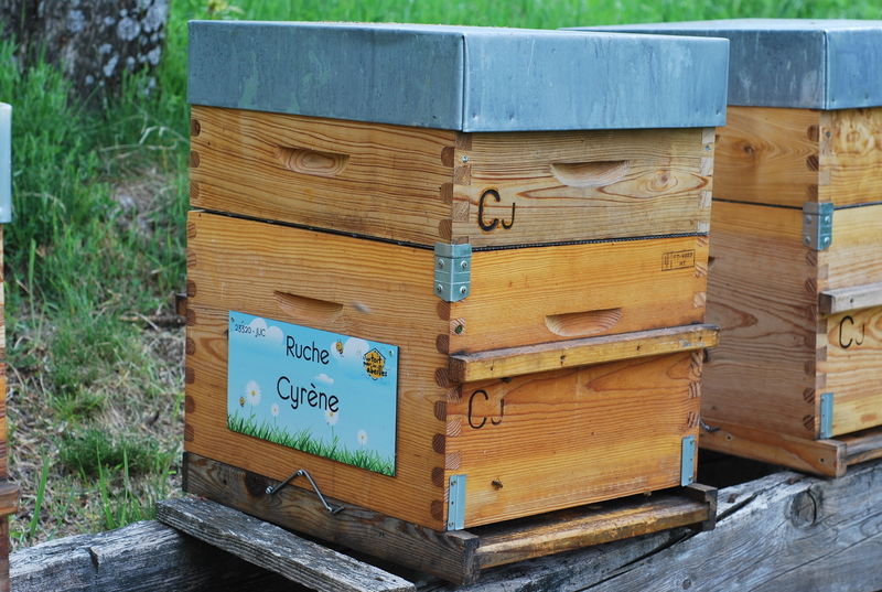 La ruche Cyrène