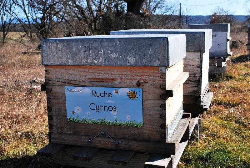 La ruche Cyrnos