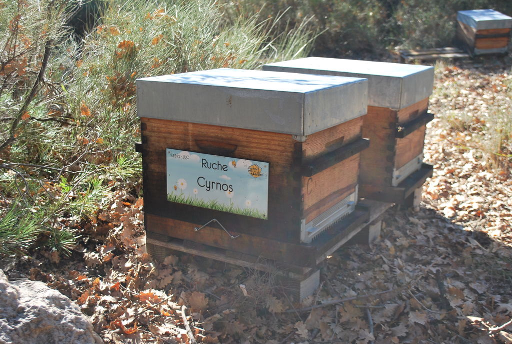 La ruche Cyrnos