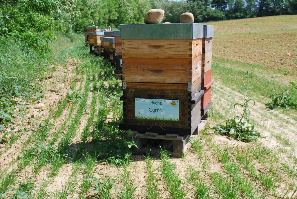 La ruche Cyrnos