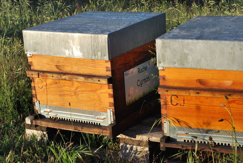 La ruche Cyrnos