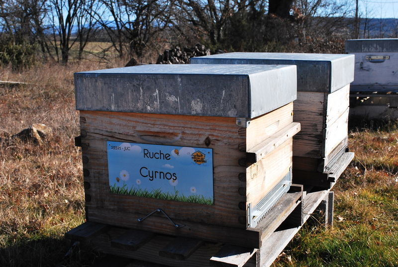 La ruche Cyrnos