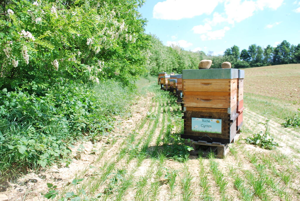 La ruche Cyrnos