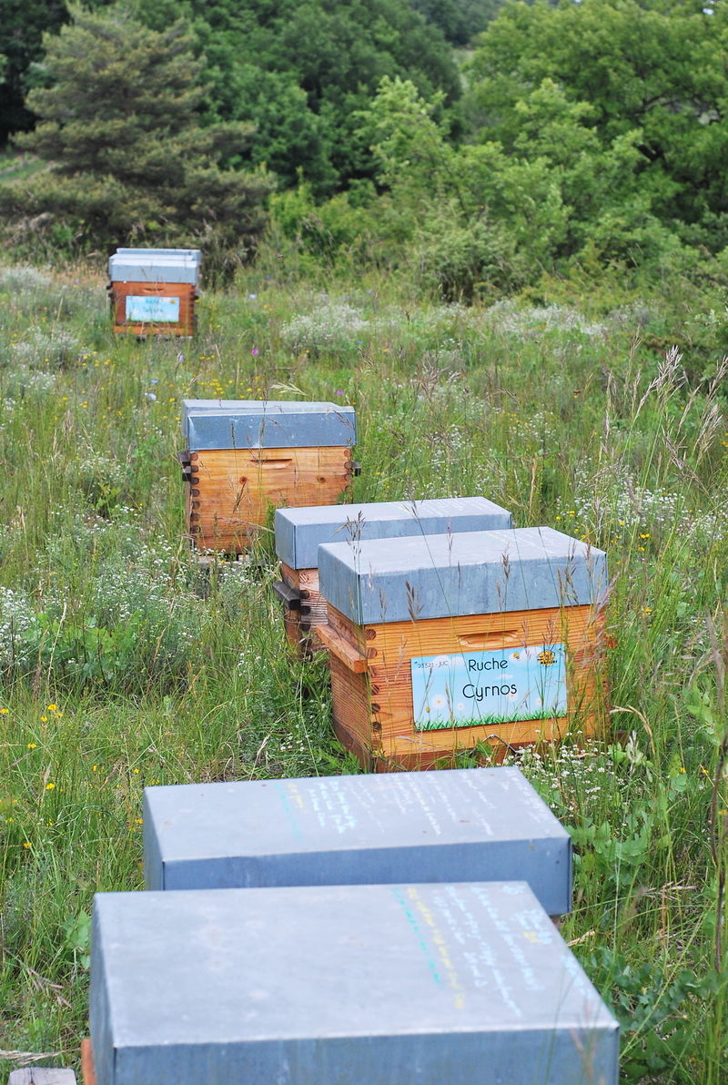 La ruche Cyrnos