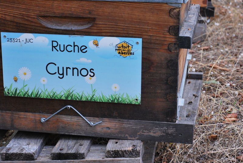 La ruche Cyrnos