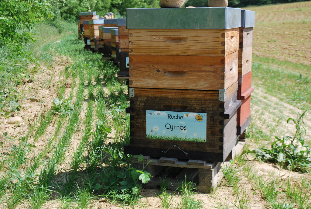 La ruche Cyrnos