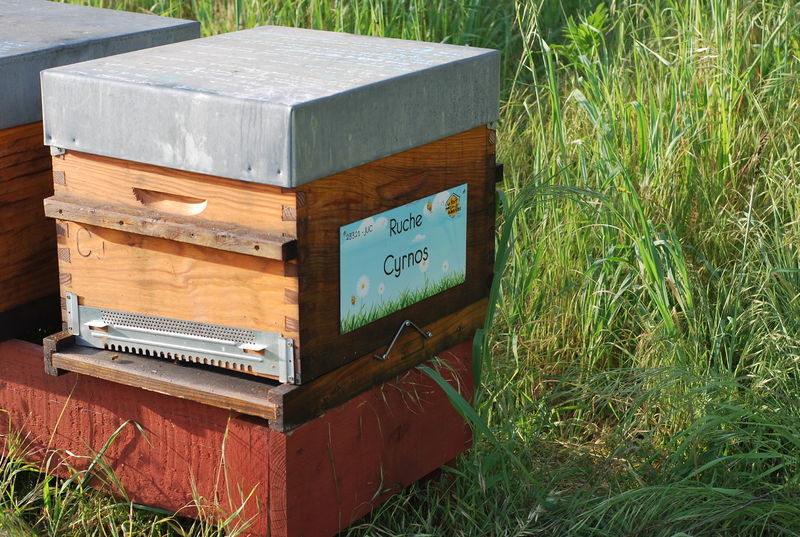 La ruche Cyrnos