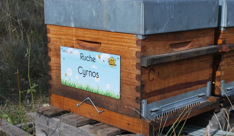 La ruche Cyrnos